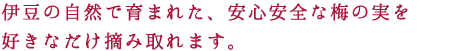 伊豆の自然で育まれた、安心安全な梅の実を好きなだけ摘み取れます。