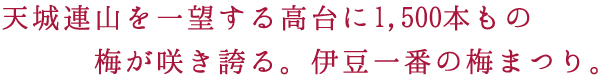 天城連山を一望する高台に1,500本もの梅が咲き誇る。伊豆一番の梅まつり。