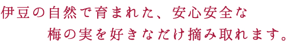 伊豆の自然で育まれた、安心安全な梅の実を好きなだけ摘み取れます。