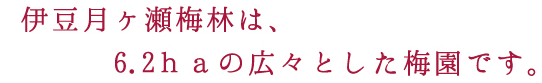 伊豆月ヶ瀬梅林は、6.2ｈａの広々とした梅園です。